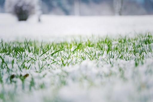 winter lawn care