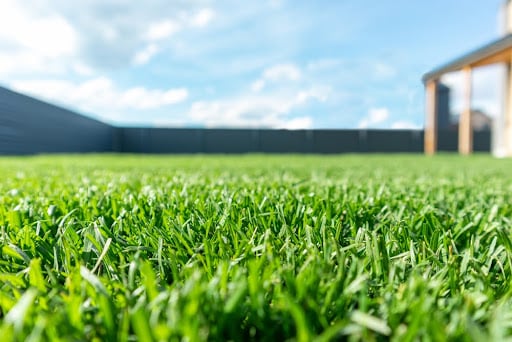 summer lawn care